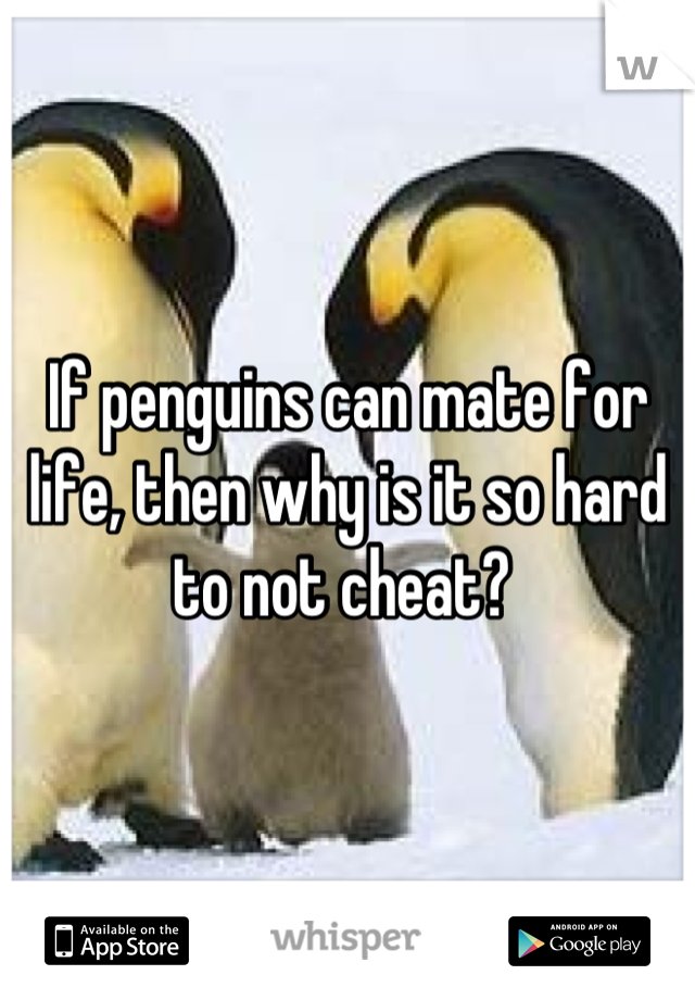 If penguins can mate for life, then why is it so hard to not cheat? 