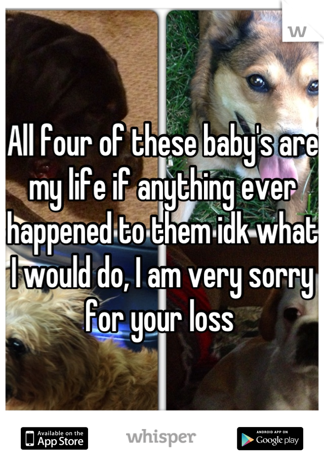 All four of these baby's are my life if anything ever happened to them idk what I would do, I am very sorry for your loss 