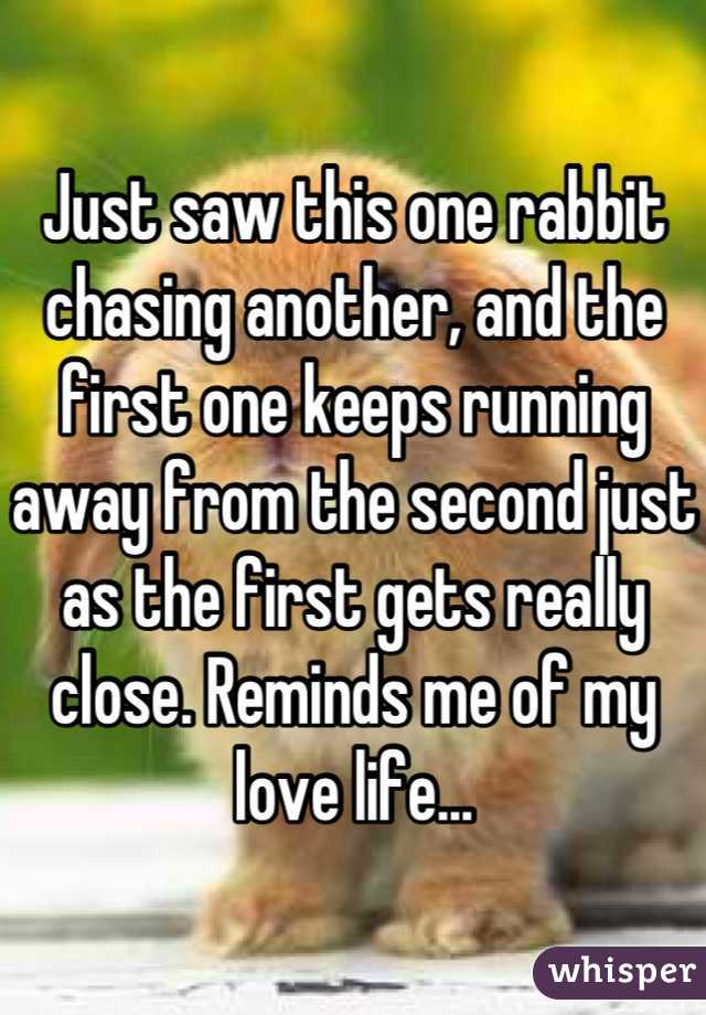 Just saw this one rabbit chasing another, and the first one keeps running away from the second just as the first gets really close. Reminds me of my love life...