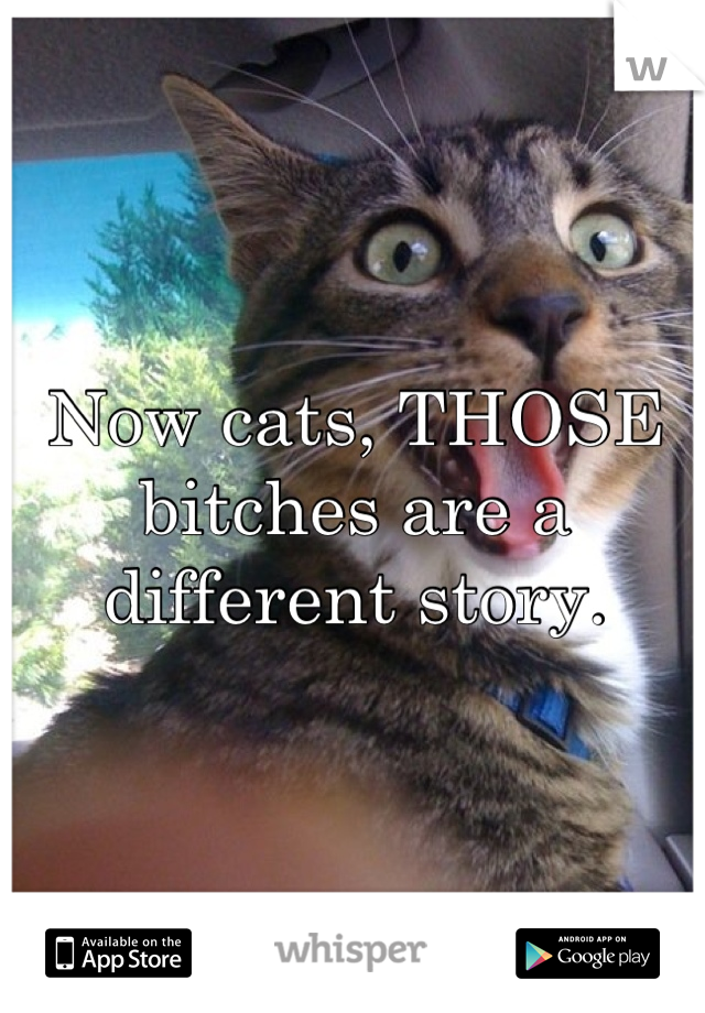Now cats, THOSE bitches are a different story.
