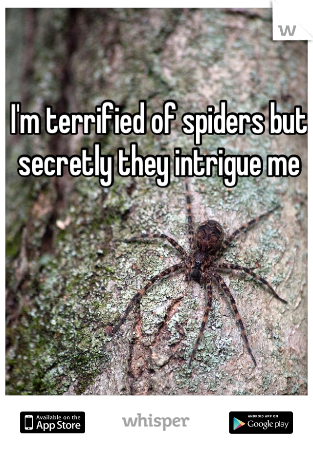I'm terrified of spiders but secretly they intrigue me