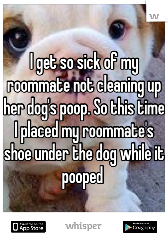 I get so sick of my roommate not cleaning up her dog's poop. So this time I placed my roommate's shoe under the dog while it pooped 