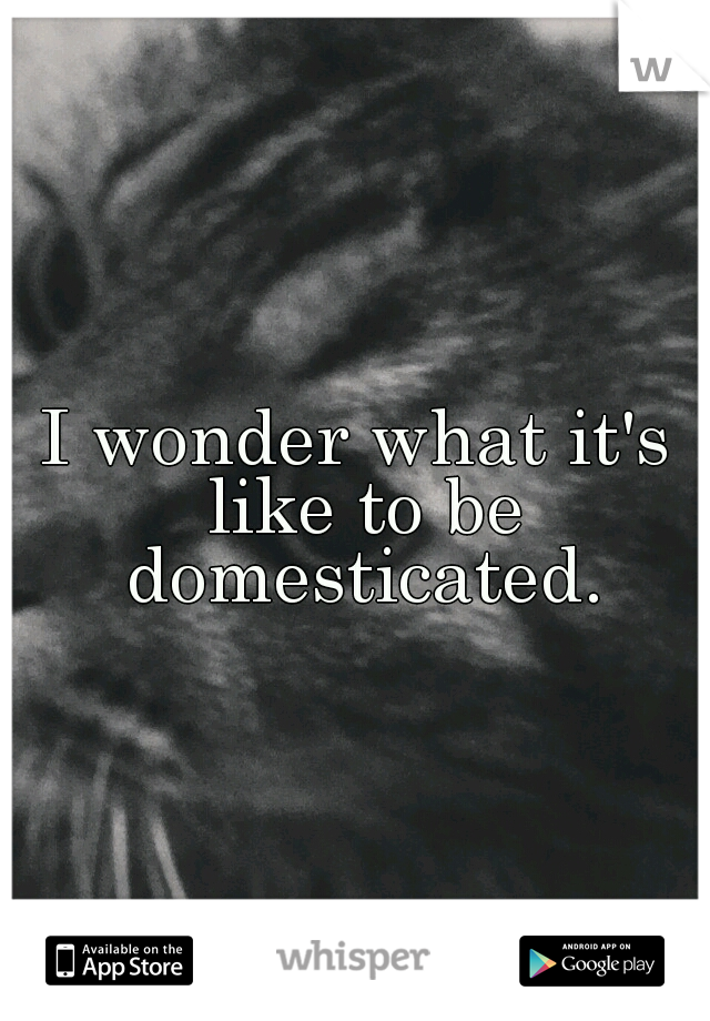 I wonder what it's like to be domesticated.