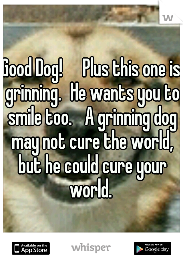 Good Dog!   
Plus this one is grinning.
He wants you to smile too. 
A grinning dog may not cure the world, but he could cure your world. 