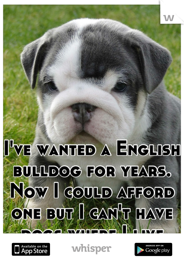 

I've wanted a English bulldog for years.
Now I could afford one but I can't have dogs where I live