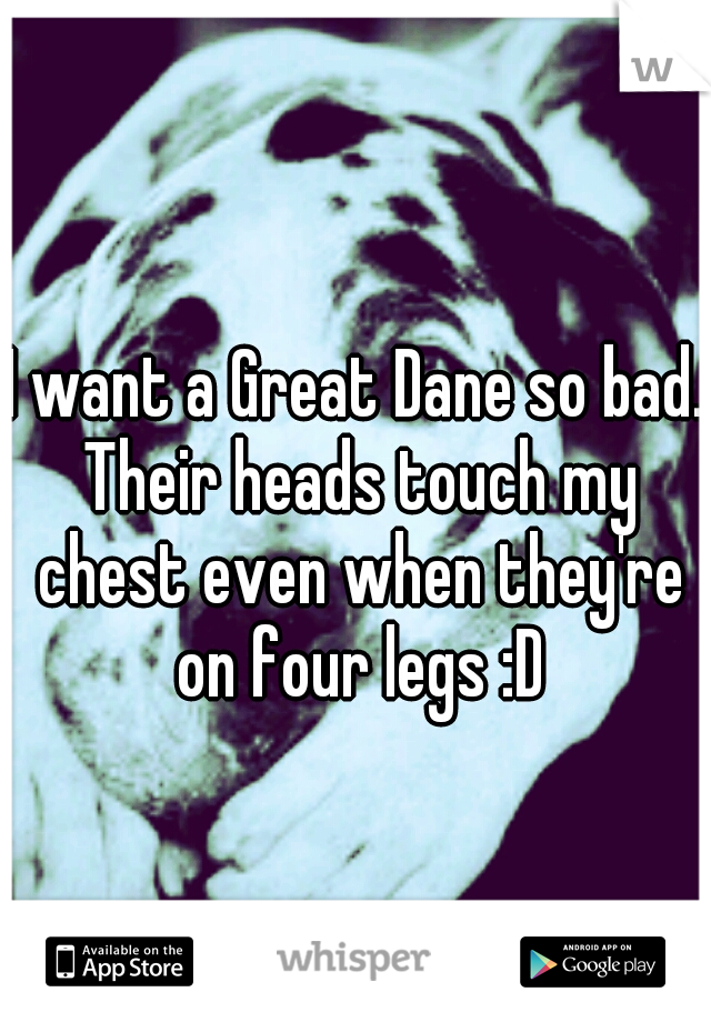 I want a Great Dane so bad. Their heads touch my chest even when they're on four legs :D
