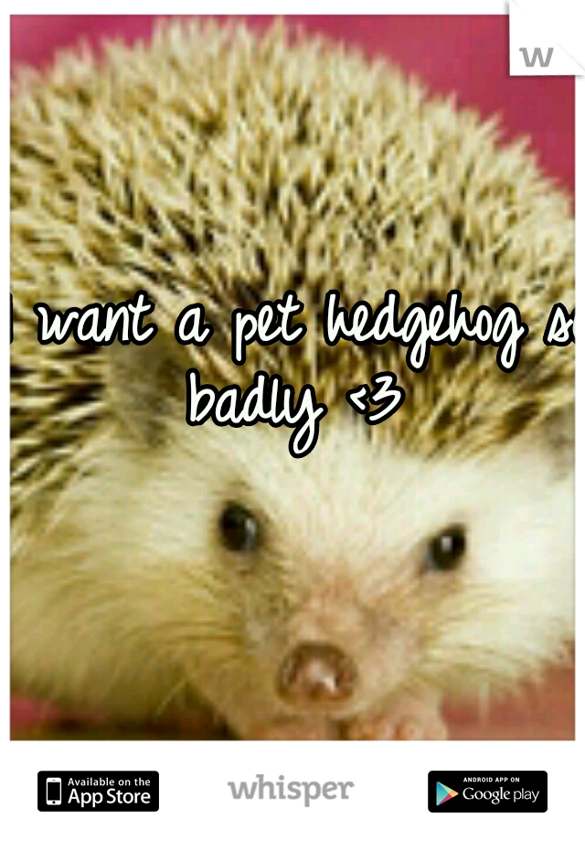 I want a pet hedgehog so badly <3 