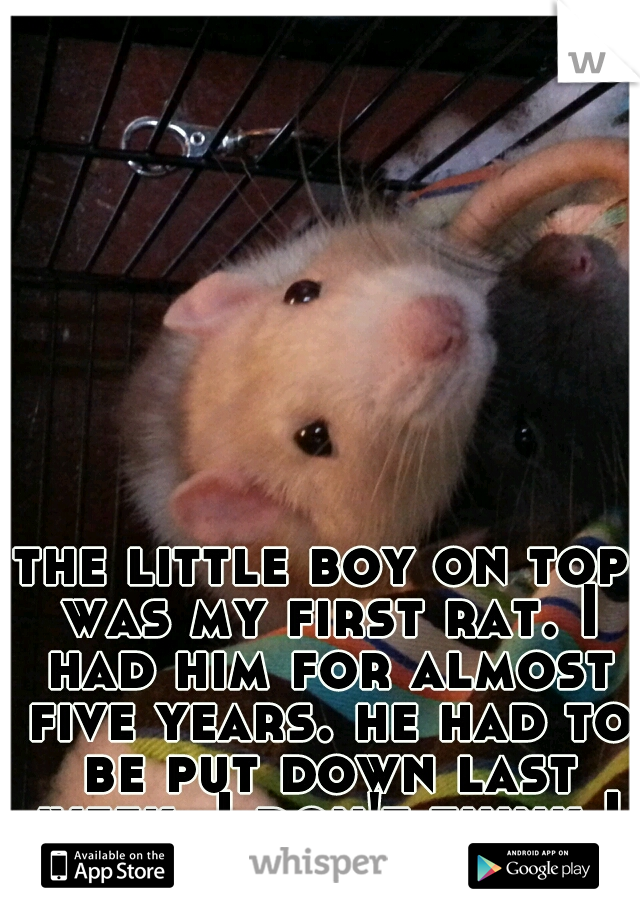 the little boy on top was my first rat. I had him for almost five years. he had to be put down last week. I don't think I will ever be ok.