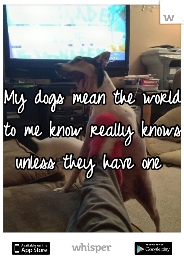 My dogs mean the world to me know really knows unless they have one 