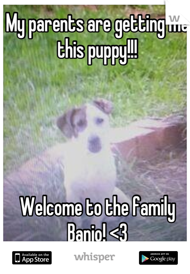 My parents are getting me this puppy!!! 





Welcome to the family Banjo! <3