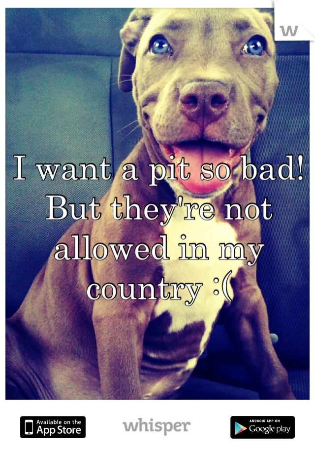 I want a pit so bad! But they're not allowed in my country :(