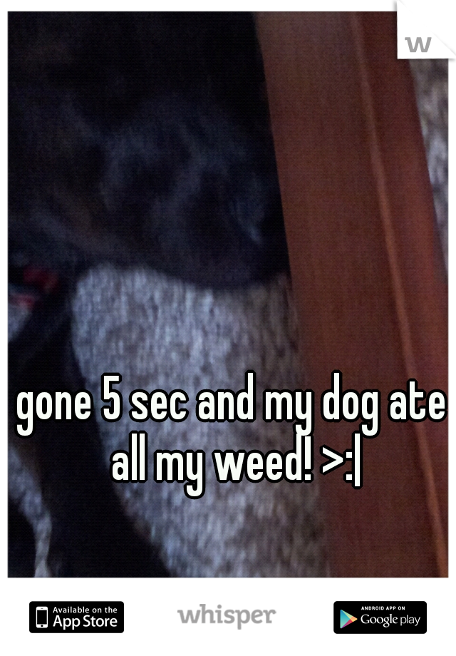 gone 5 sec and my dog ate all my weed! >:|