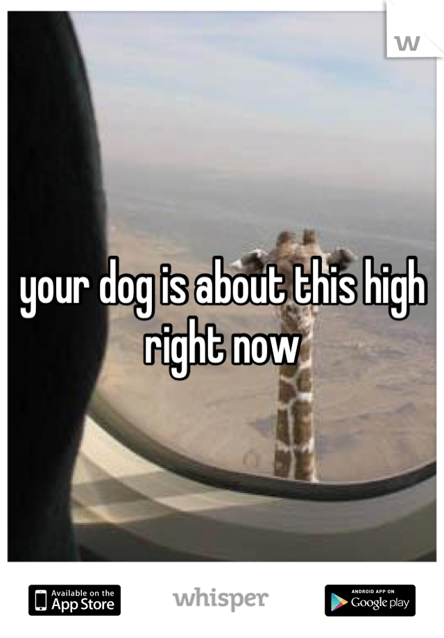 your dog is about this high right now
