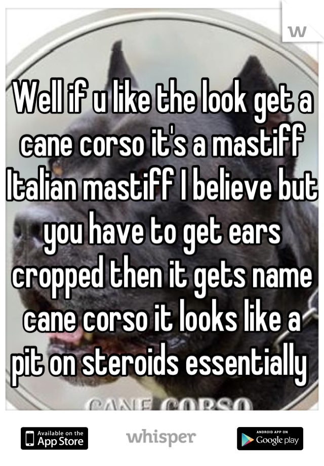 Well if u like the look get a cane corso it's a mastiff Italian mastiff I believe but you have to get ears cropped then it gets name cane corso it looks like a pit on steroids essentially 