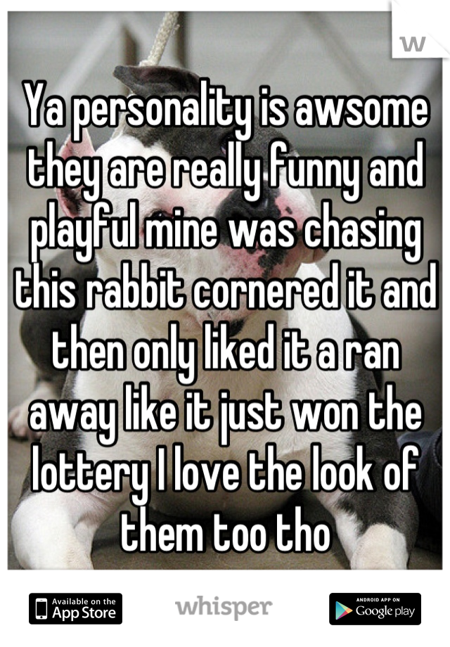 Ya personality is awsome they are really funny and playful mine was chasing this rabbit cornered it and then only liked it a ran away like it just won the lottery I love the look of them too tho