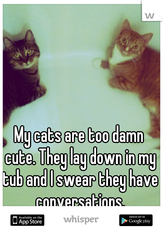 My cats are too damn cute. They lay down in my tub and I swear they have conversations.