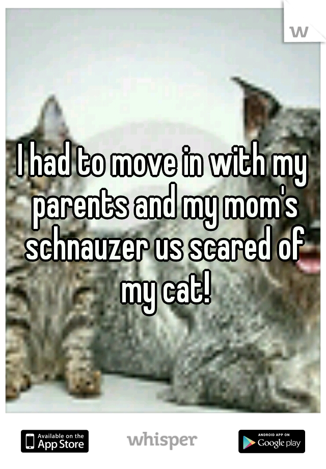 I had to move in with my parents and my mom's schnauzer us scared of my cat!