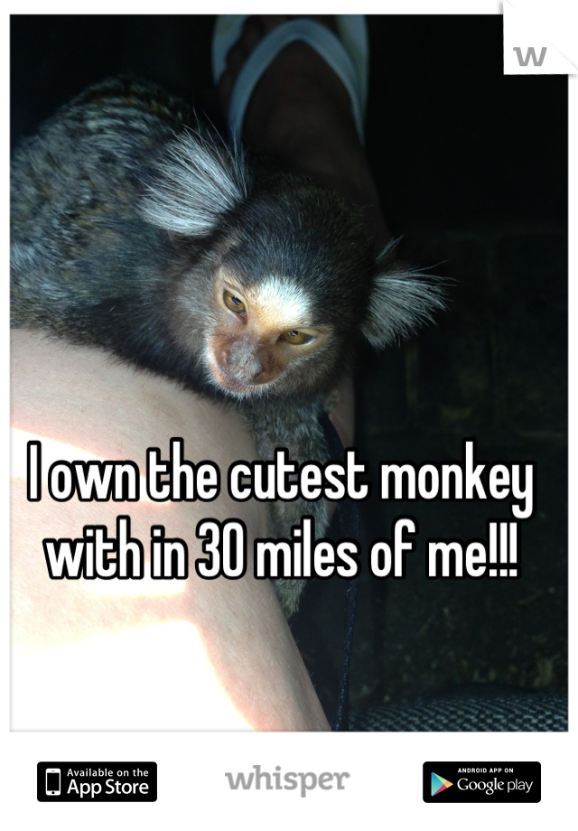 I own the cutest monkey with in 30 miles of me!!!