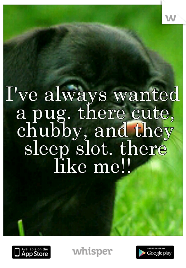 I've always wanted a pug. there cute, chubby, and they sleep slot. there like me!! 