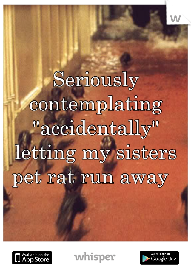 Seriously contemplating "accidentally" letting my sisters pet rat run away  