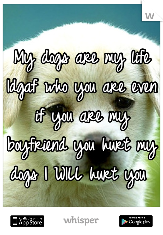 My dogs are my life 
Idgaf who you are even if you are my boyfriend you hurt my dogs I WILL hurt you 