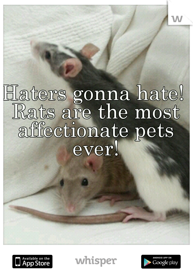 Haters gonna hate! Rats are the most affectionate pets ever!