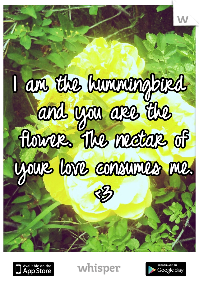 I am the hummingbird and you are the flower. The nectar of your love consumes me. <3