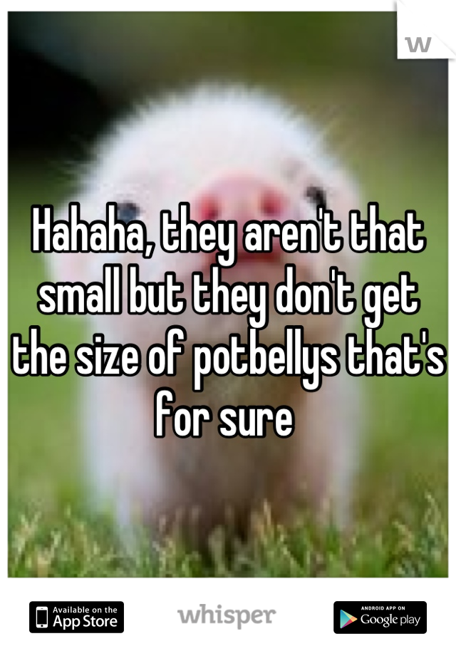 Hahaha, they aren't that small but they don't get the size of potbellys that's for sure 