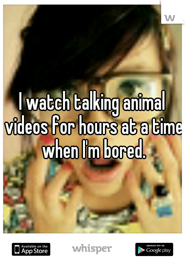 I watch talking animal videos for hours at a time when I'm bored.