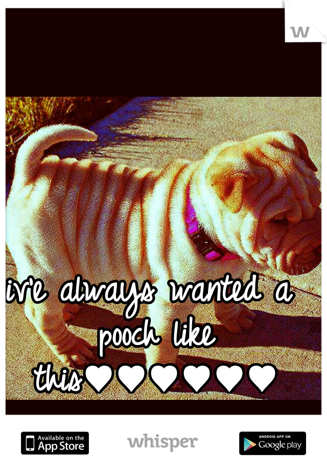 iv'e always wanted a pooch like this♥♥♥♥♥♥
