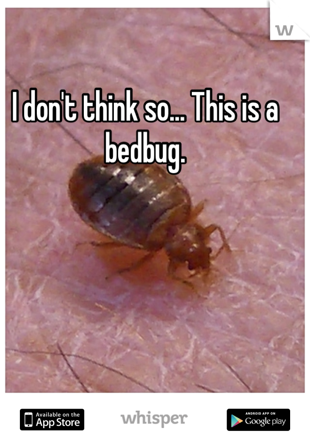 I don't think so... This is a bedbug.