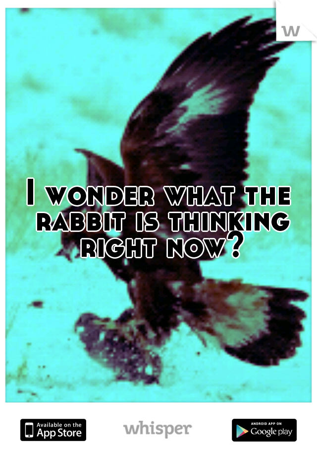 I wonder what the rabbit is thinking right now?