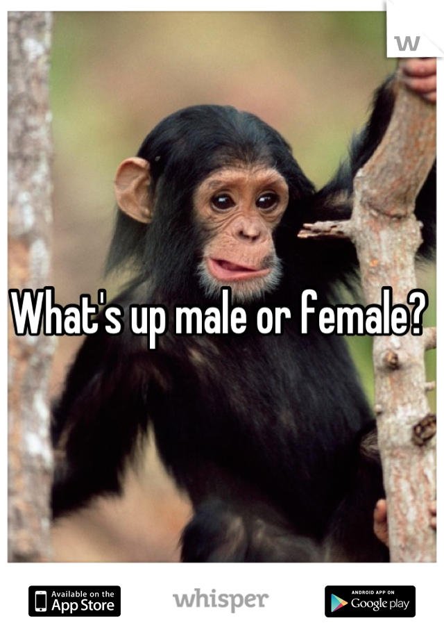 What's up male or female? 