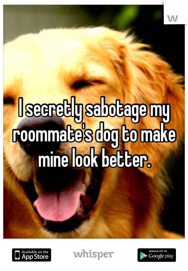 I secretly sabotage my roommate's dog to make mine look better.