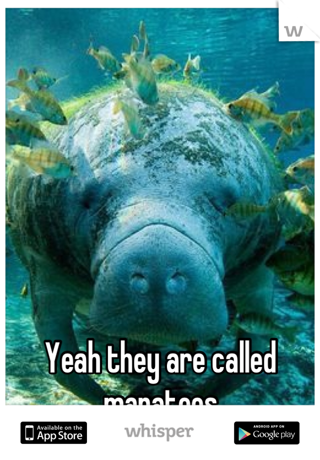 






Yeah they are called manatees