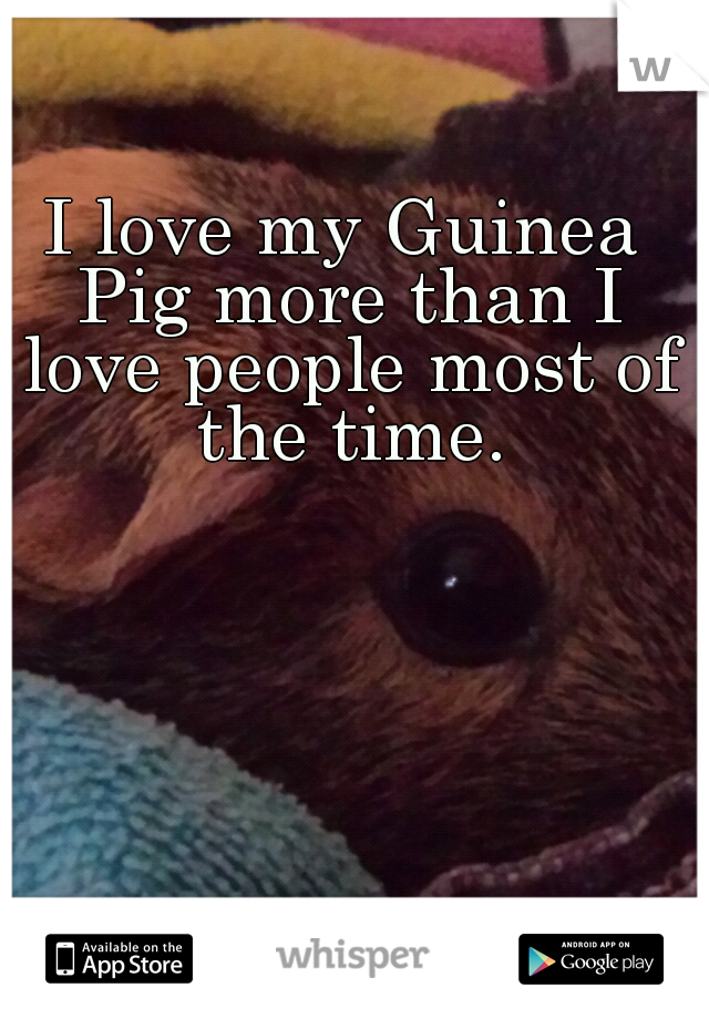 I love my Guinea Pig more than I love people most of the time.