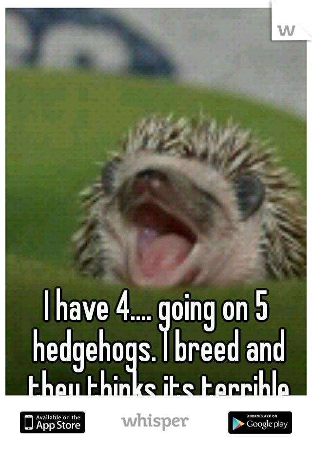 I have 4.... going on 5 hedgehogs. I breed and they thinks its terrible