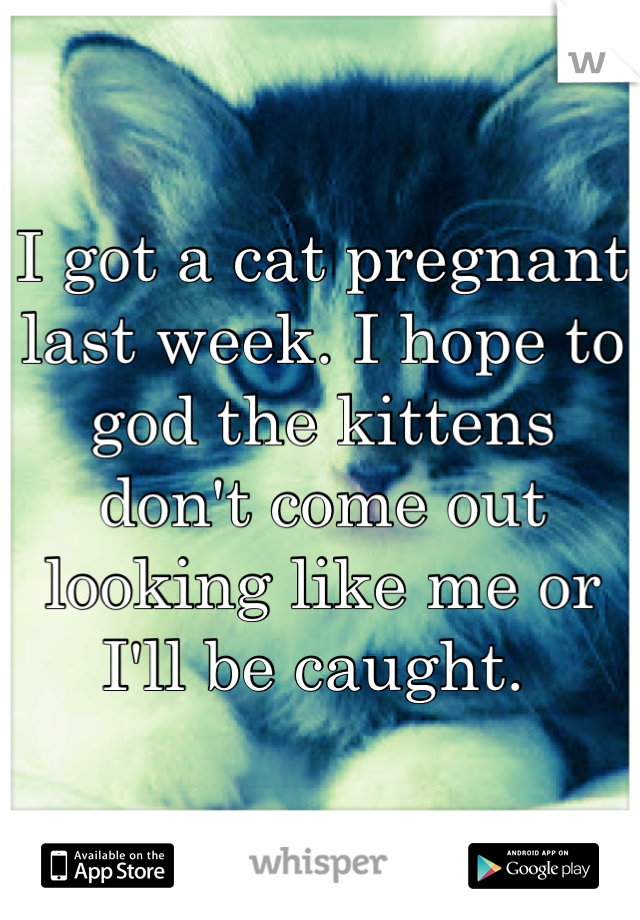 I got a cat pregnant last week. I hope to god the kittens don't come out looking like me or I'll be caught. 