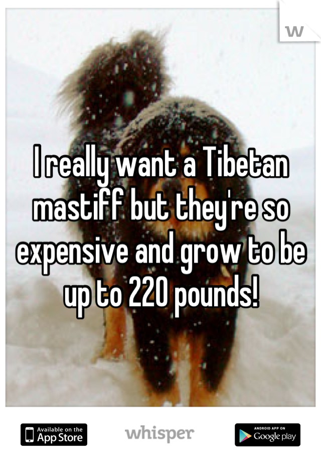 I really want a Tibetan mastiff but they're so expensive and grow to be up to 220 pounds!