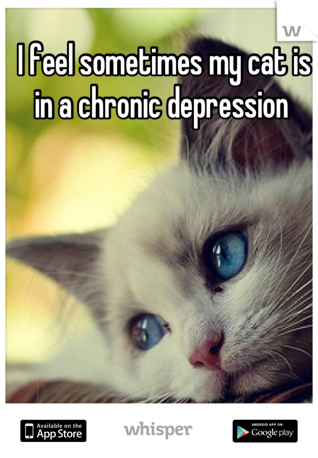 I feel sometimes my cat is in a chronic depression 