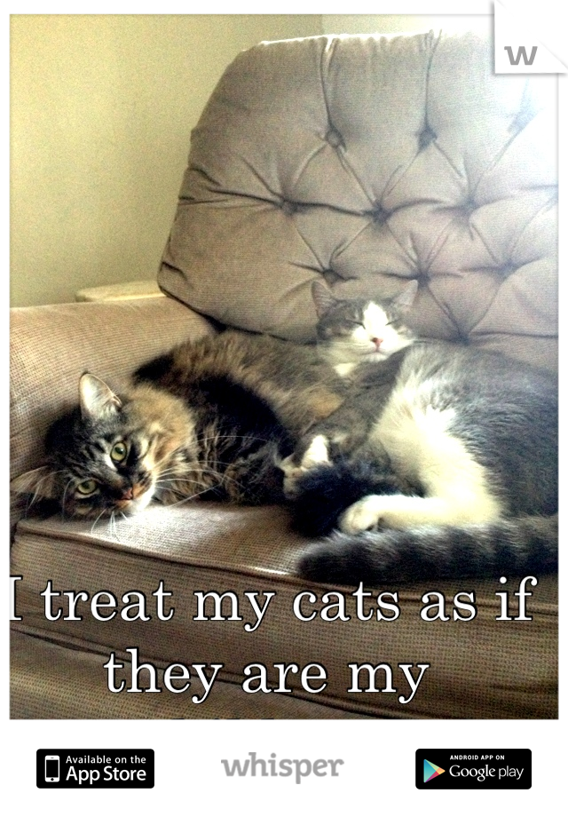 I treat my cats as if they are my children.