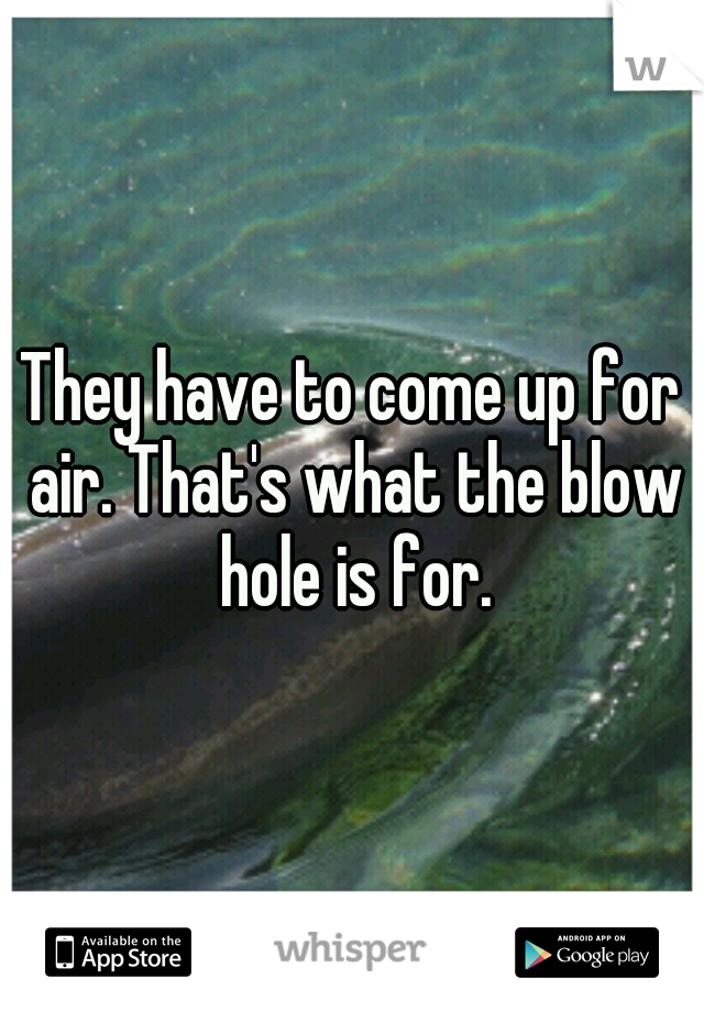 They have to come up for air. That's what the blow hole is for.