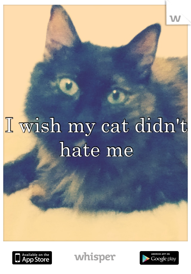 I wish my cat didn't hate me