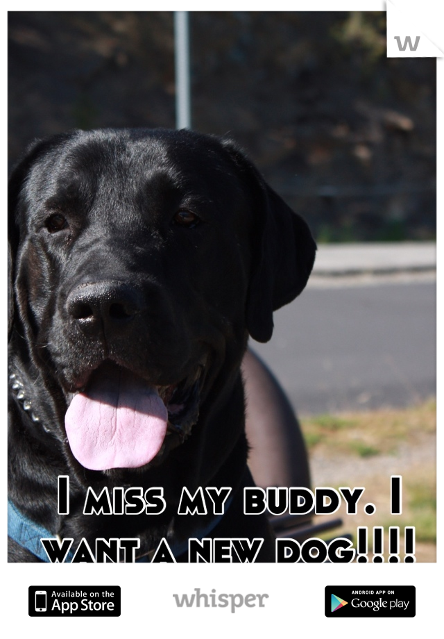 I miss my buddy. I want a new dog!!!!