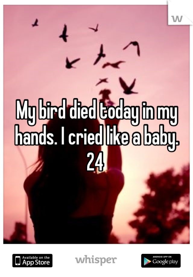 My bird died today in my hands. I cried like a baby.  24 