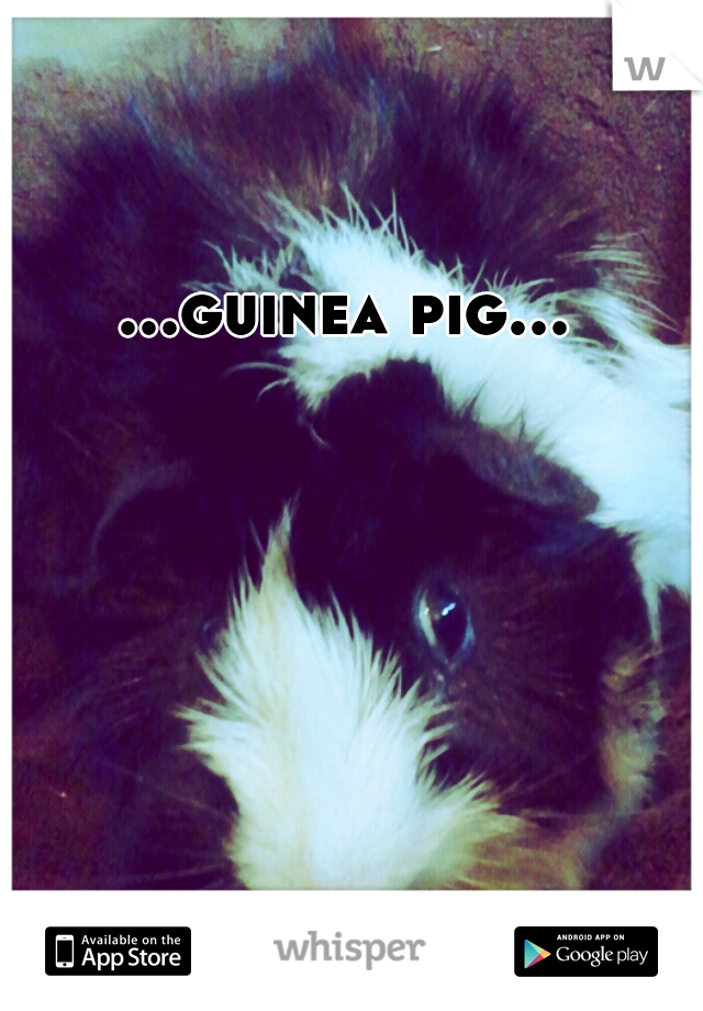 ...guinea pig...