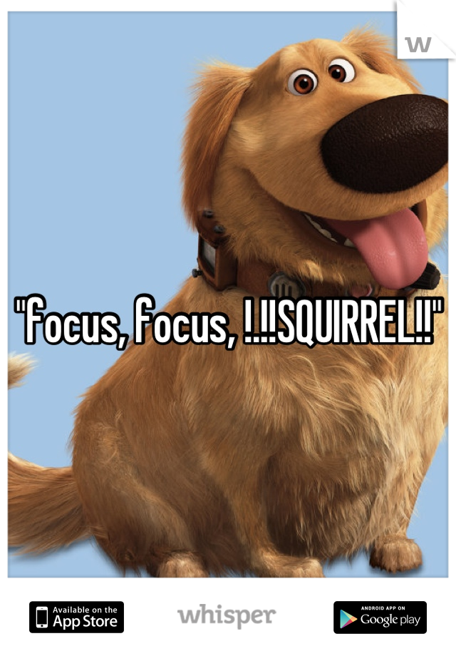 "focus, focus, !.!!SQUIRREL!!"