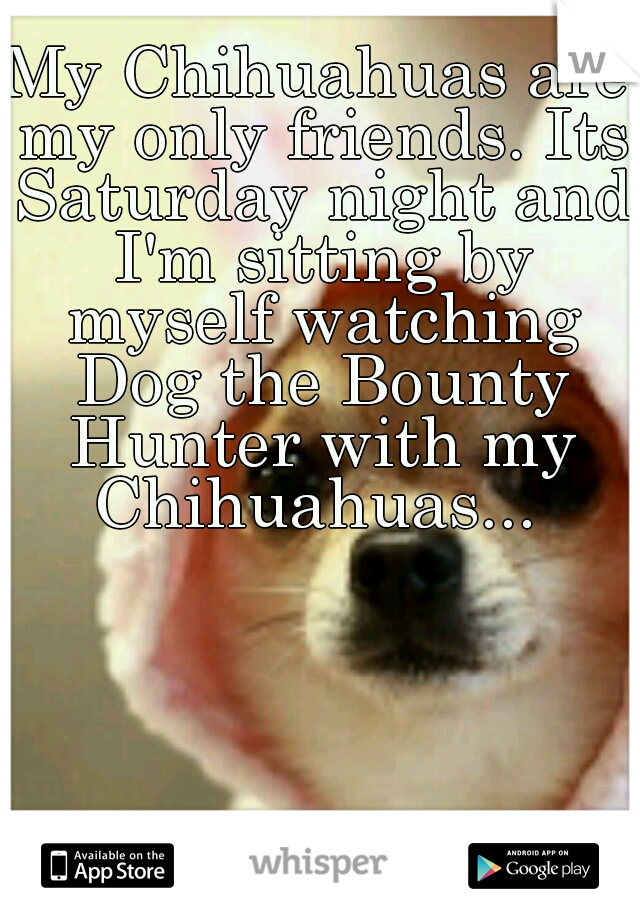 My Chihuahuas are my only friends. Its Saturday night and I'm sitting by myself watching Dog the Bounty Hunter with my Chihuahuas... 