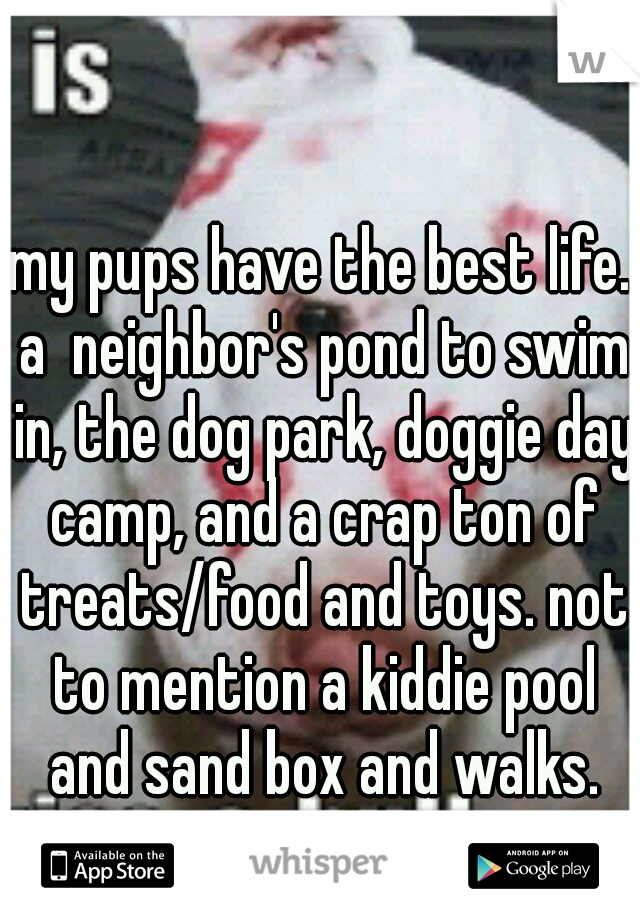 my pups have the best life. a  neighbor's pond to swim in, the dog park, doggie day camp, and a crap ton of treats/food and toys. not to mention a kiddie pool and sand box and walks.