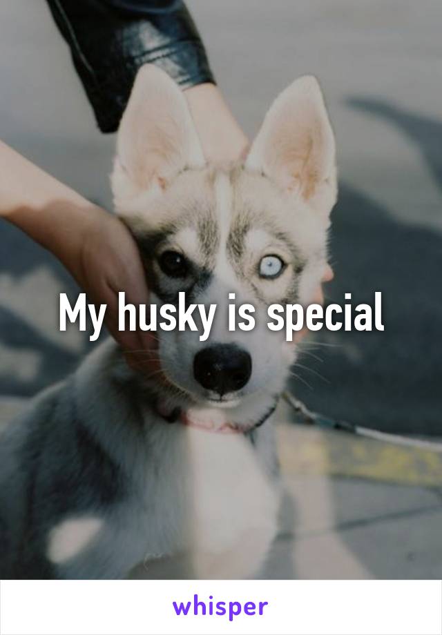 My husky is special